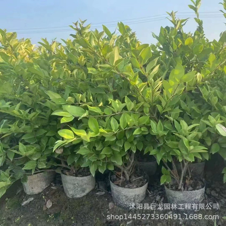 Саженцы золотистой шелеста в больших горшках, саженцы золотистой шелеста в средних горшках, саженцы золотистой шелеста в больших чашках различных спецификаций для озеленения дорог в жилых районах.