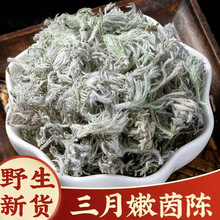 正品野生茵陈新货中药材500g正宗茵陈蒿茶白蒿因陈茵陈草棉茵陈粉