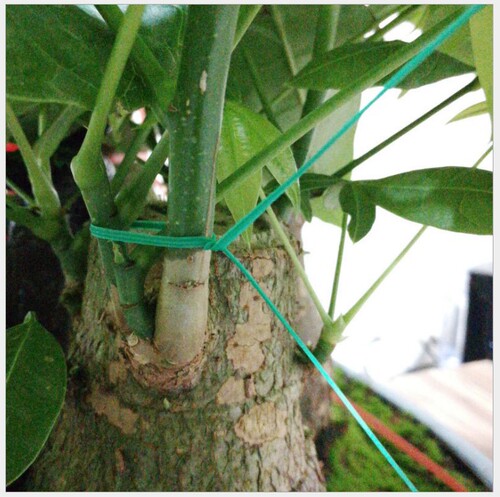 Direct selling garden gardening flowers and trees bundling wire ties and wire ties 20/30 meters 50 meters 100 meters hardware tools
