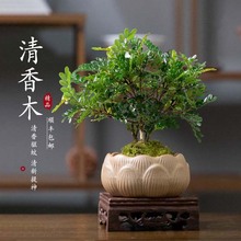 清香木盆栽办公室内桌面绿植物禅意盆景正宗树桩胡椒木好养驱蚊苗