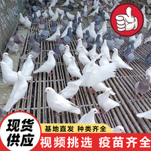 观赏鸽景区投喂广场鸽项目出售大体型元宝鸽子纯种白羽王种鸽价格