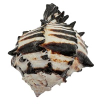 贝壳海螺海星红骨螺标本 鱼缸造景装饰摆件儿童diy漂流瓶生产加工