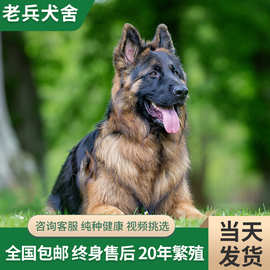 纯种德国牧羊犬幼犬活体 黑背德牧宠物狗活体双血统弓背警犬出售