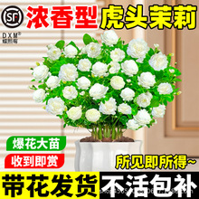 �����^���U�����ذ���㻨�ܹP���ļ���ֲ�������Ϙ��҃Ⱥ��B