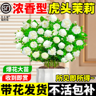 �����^���U�����ذ���㻨�ܹP���ļ���ֲ�������Ϙ��҃Ⱥ��B