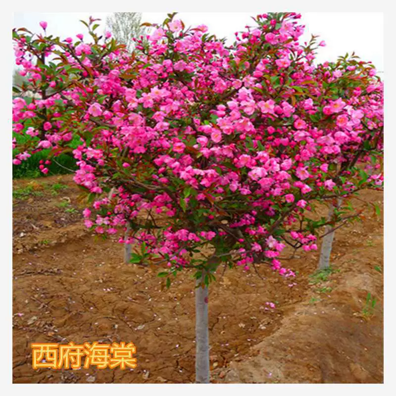 Свежесобранные семена лесных деревьев, семена грушевидного яблока, подвесное шелковое грушевидное яблоко, грушевидное яблоко Сиуфу, семена грушевидного яблока Северной Америки, сетчатые семена грушевидного яблока