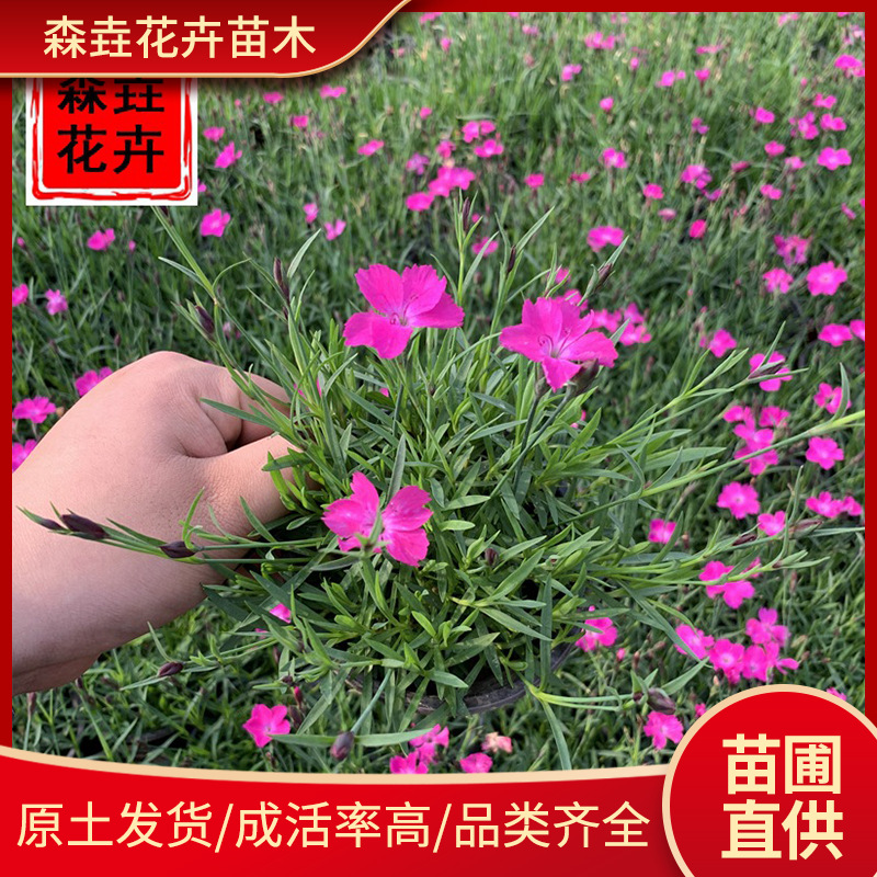 欧石竹盆栽四季开花草坪耐寒花苗室内外花园花坛庭院宿根绿化花卉