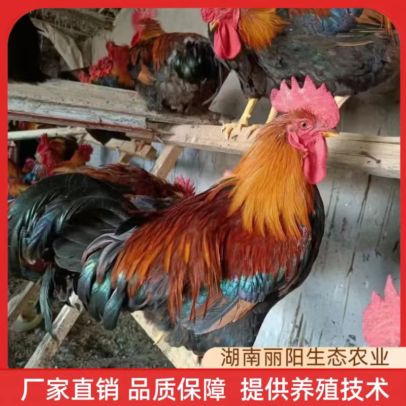 出售清远麻大红公鸡苗阉鸡仔另有三黄土鸡苗黑鸡苗活体运输包损耗