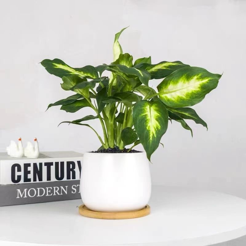 Árbol de la fortuna Planta de interior en maceta Sala de estar Planta verde resistente a la sombra Oficina Flores de escritorio Evergreen Evergreen Evergreen Evergreen Evergreen