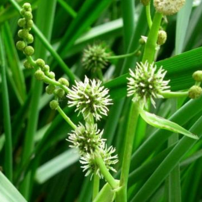 Черный Воробей водное растение база большое количество воды сигу Волосы Цветы вода лук зонтик трава вода тело зеленение