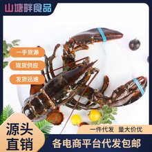 波士顿龙虾速冻大波龙鲜冻海鲜活冻澳洲澳龙超大特大商用整箱批发