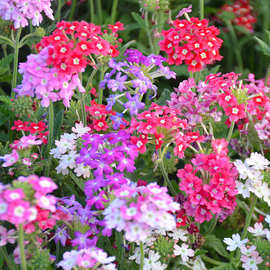 美女樱种子五色梅室内阳台庭院盆栽四季易种易活观赏花卉耐寒花籽