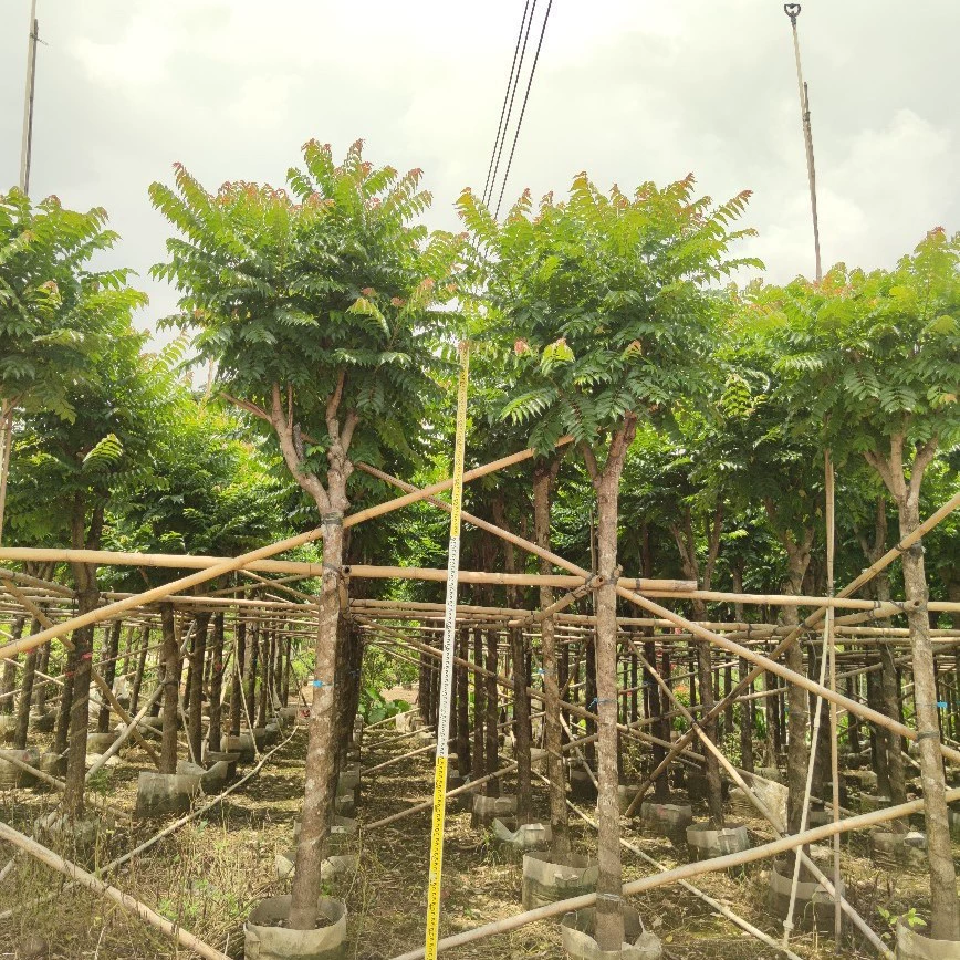 2306 саженцы поставляют саженцы 8-12 см мешков саженцев