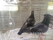 厂家批发3层12位4层16位鸽子笼加密鸽笼鹌鹑笼鸡笼各种养殖设备