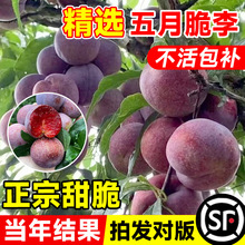 ´ӘƷNFRش̖ÓǼtͥԺԹ