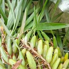 现发石橄榄新鲜广西石橄榄双叶石仙桃炖汤补品中小号福建石橄榄