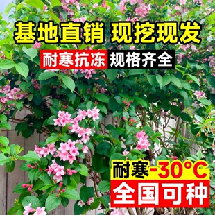 ����\��������ͥԺ�̓����Ի����L����t�����\�������ľֲ��