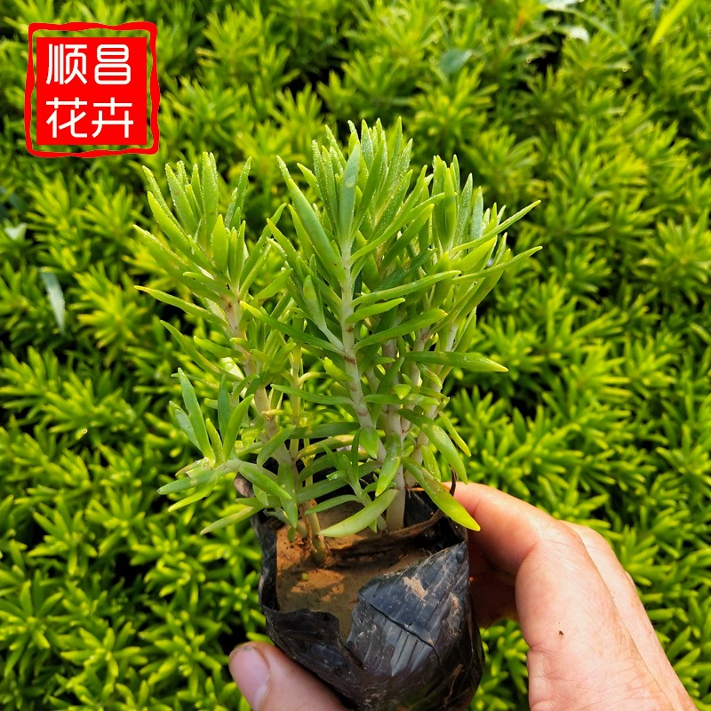 Фергюсон горшечные растения озеленение крыши растение Four Seasons вечнозеленая земля инженерное озеленение пейзаж саженцы Фергюсона