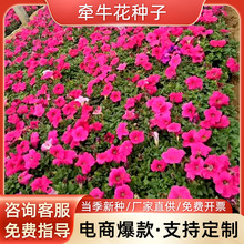 ţNȻNļN׻NӻN_ͥԺ