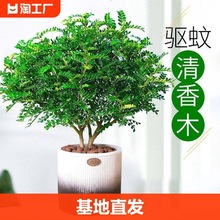 清香胡椒木盆栽花卉驱蚊草植物树苗老桩盆景九里香绿植客厅室外