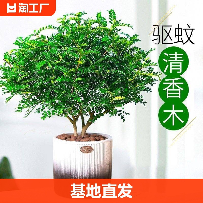 清香胡椒木盆栽花卉驱蚊草植物树苗老桩盆景九里香绿植客厅室外