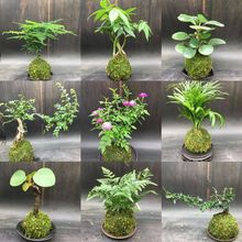 苔藓球水培植物盆景菩提米竹文竹菖蒲春雨六月雪镜面草福建茶盆栽