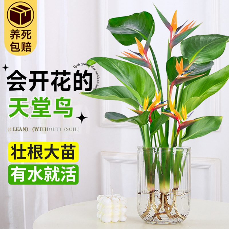 hydroponic plant bird of paradise potted tabletop evergreen green plant indoor big leaf water-nourishing shade-tolerant living room big green plant