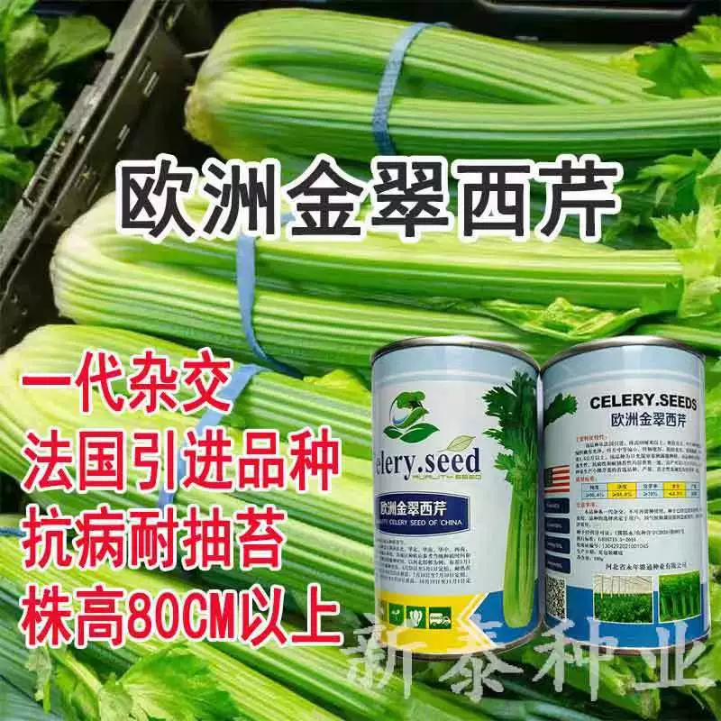 Европейский сельдерей Jincui, импортные семена сельдерея, хрустящие, нежные, освежающие, высокоурожайные, устойчивые к болезням, Балконная теплица, овощи Four Seasons