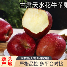 甘肃天水花牛苹果斤整箱新鲜水果当季正宗蛇苹果粉面宝宝辅食