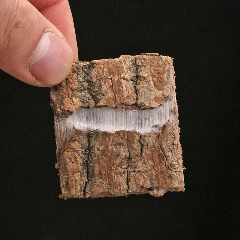 Dried Eucommia Bark Four-Sided Blocks Du Zhong 杜仲 TCM Herbal Decoction Pieces 500g Sichuan Origin key features