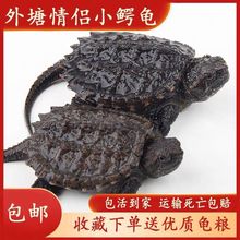 С���������������͹��ӷ�ʳ���ˮ����������С�ڹ�������