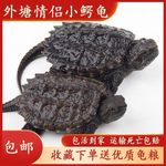 小鳄龟苗活物宠物龟观赏龟杂佛食肉龟水龟外塘凶猛小乌龟活体包邮