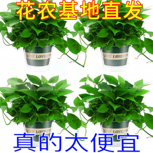 �G�}�������҃�ֲ���·�����������ȩ�����՚�����Gֲ�����L�پG