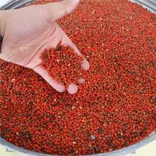 鬼箭羽种子卫矛六月凌四面锋蓖箕柴四棱树山鸡条子四面戟见肿消