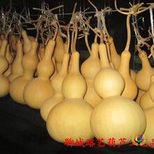 厂家直销天然葫芦 大中小号葫芦工艺品摆件 特大亚腰葫芦批发
