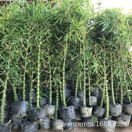 盆栽;种子;园林果树