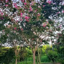 �ؑc�F���Ĵ��ͷ�֦��ޱ12���ֵͷ�֦��ޱ15���ֵͷ�֦��ޱ18����