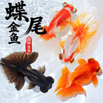 熊猫蝶尾金鱼活鱼观赏鱼红白包金蝶尾大眼冷水鱼好养耐活泰狮兰寿