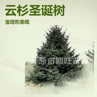 东北辽宁 云杉 圣诞树红皮青扦云杉常青树 产地供应规格齐全