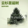 东北辽宁齐全产地常青树