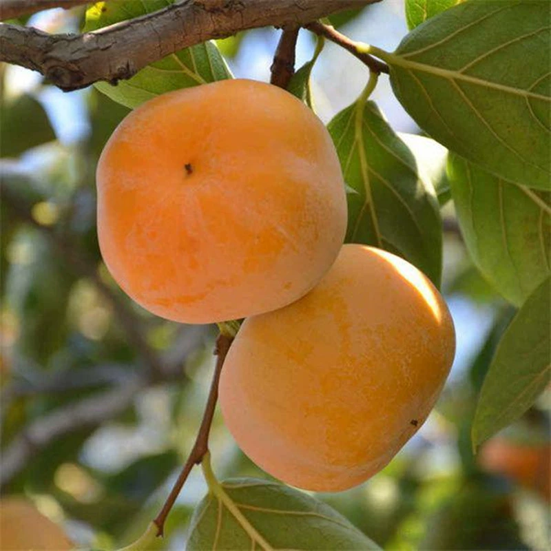 Саженцы хурмы хрустящие хурмы