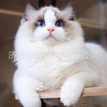 猫宠物活体布偶猫咪活体纯白拿破仑矮脚猫咪俄罗斯蓝猫银渐层猫咪