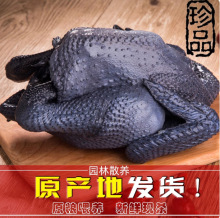 散养乌骨鸡现杀新鲜土鸡农家乌鸡小公鸡活鸡生鲜老母鸡走地鸡整只