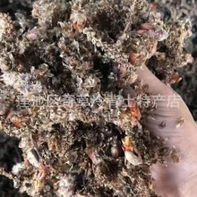 杨树花,白杨树花,材杨柳科植物毛白杨雄花序