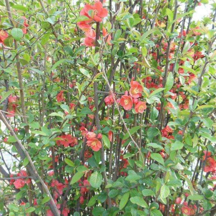 Поставка черенков семейства Мальвовые, высококачественные зеленые саженцы из черенков семейства Мальвовые, полная спецификация и отличные цены