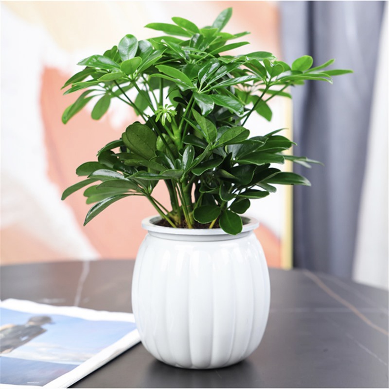 4 포춘 트리 25-30cm + 호박 모조 도자기 분지 + 영양 용액