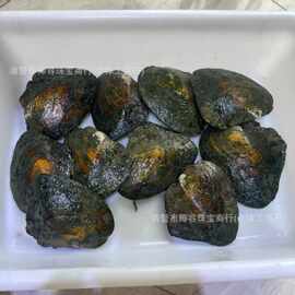 诸暨天然淡水爱迪生蚌自己开活蚌取蚌壳鲜活河蚌diy直播基地直发