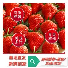 云南夏季新鲜草莓酸甜可口商用烘培奶茶糖葫芦果园直销整箱包邮