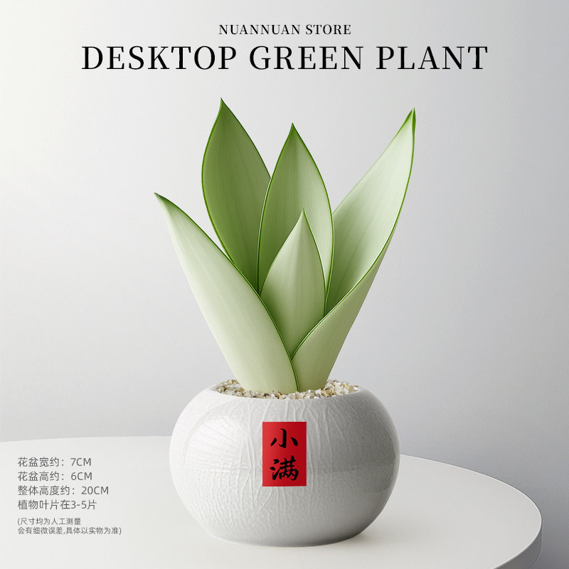 【小满即圆满】精选白玉虎皮兰（3-5片叶子）+灰白哥窑+小满贴纸圆满吊牌