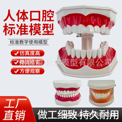 儿童早教刷牙模型两倍 幼儿园口腔教学牙齿模型 教具大号仿真牙模|ms